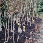 Nos arbres d'ornement